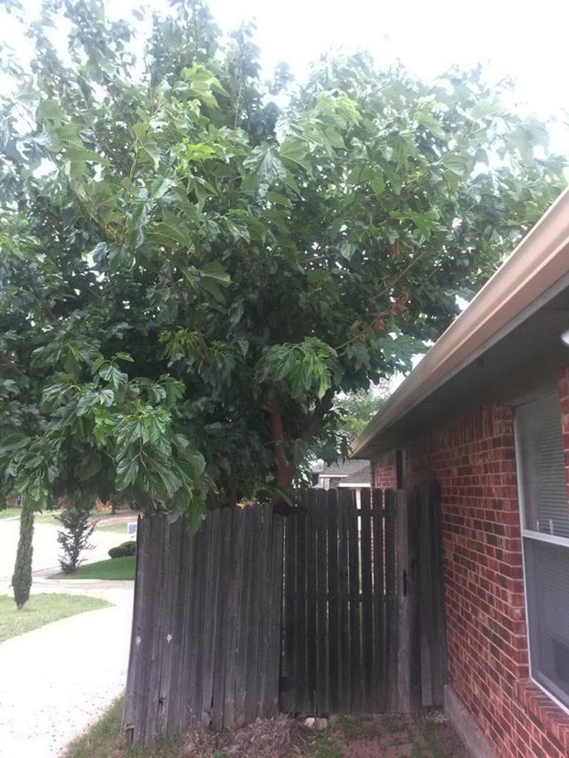 Placing Trees Too Close To Structures