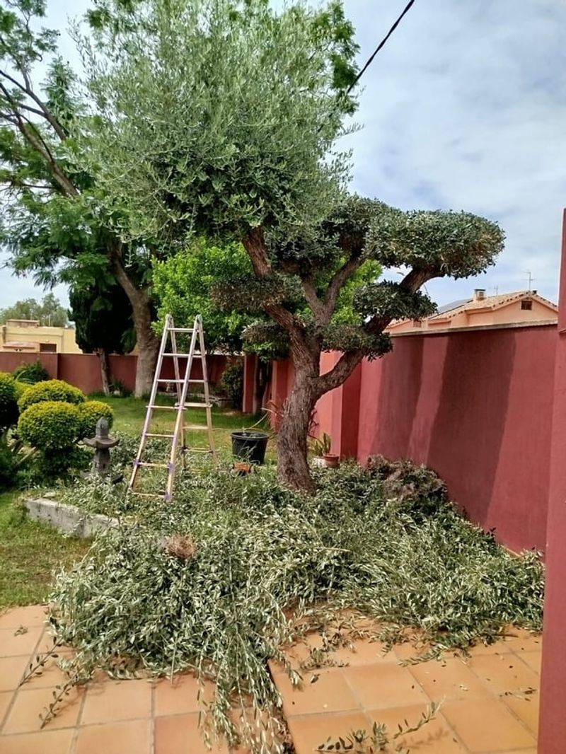 Pruning Too Hard And Exposing Limbs To Sunburn