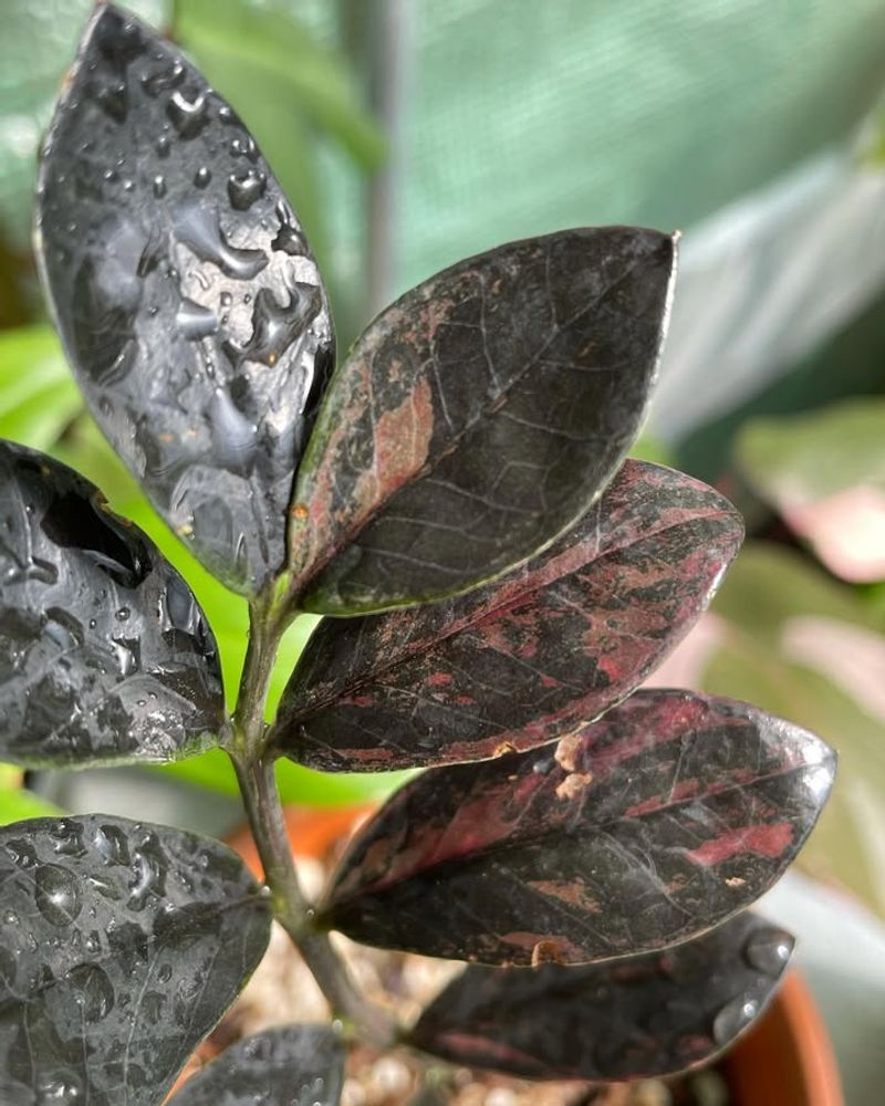 Well Drained Potting Mix Keeps Roots Healthy Indoors