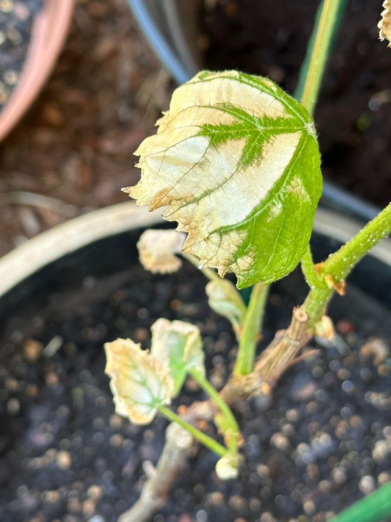 Ignoring Intense Sun Exposure On Young Vines