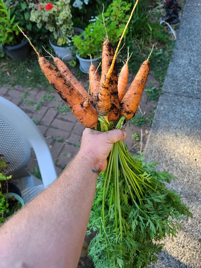 Carrots