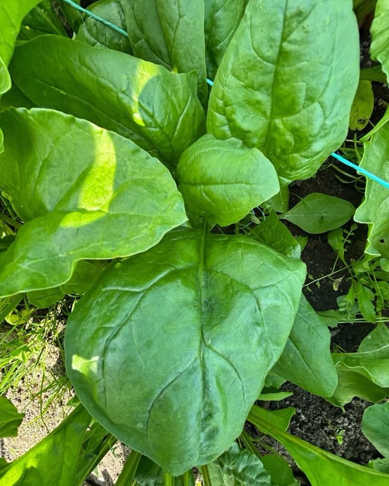 Spinach
