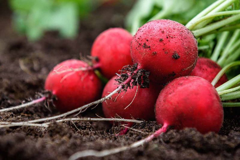 Radishes