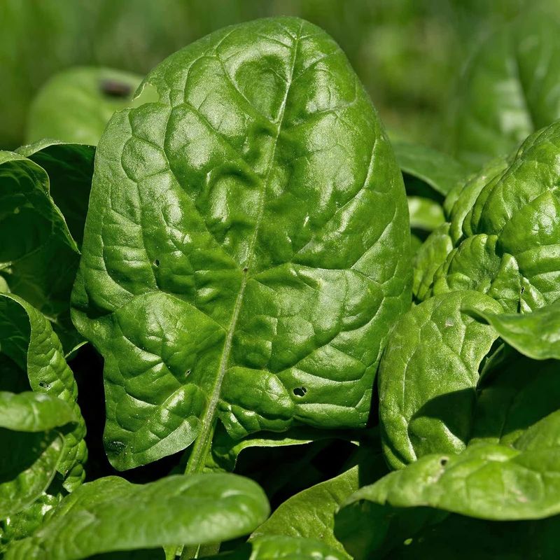 Spinach In Northwest To Southeast Ohio (Zones 5b–6b)
