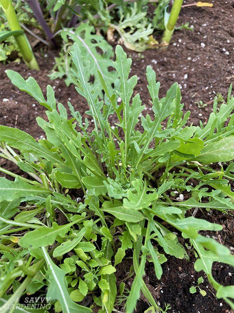 Arugula With Peppery Punch