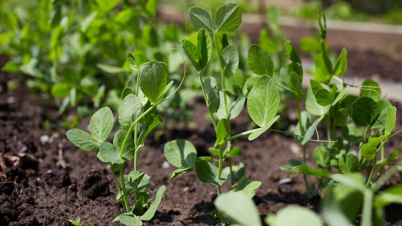 Pea Shoots Are Especially Attractive In Early Spring
