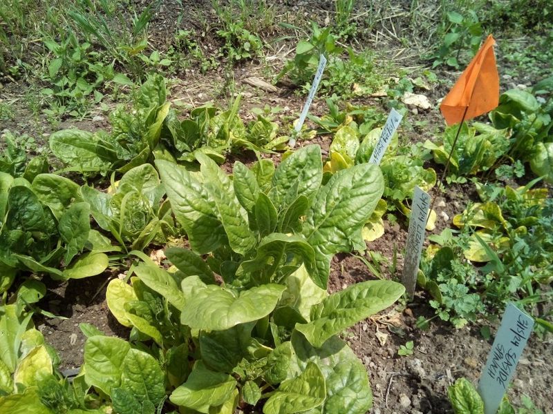 Spinach Popping Up With Nutritious Energy