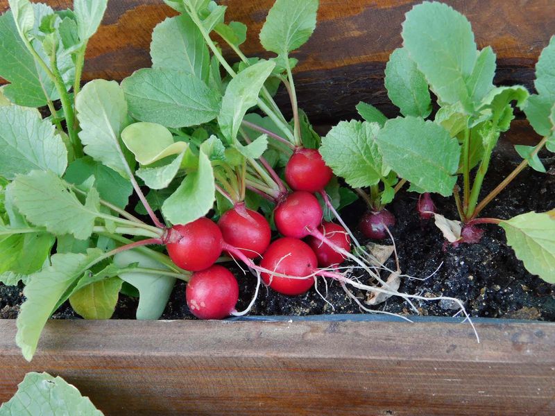 Radishes Are The Fastest Reward In Your Garden