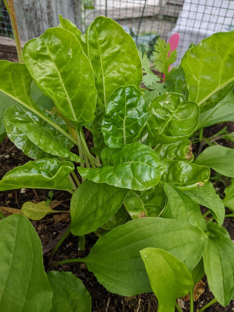 Spinach Loves Early Spring Soil