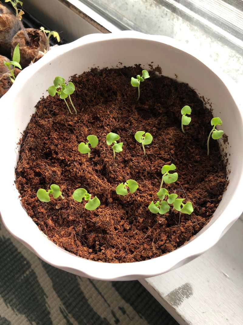 Herbs Jumpstart Flavor With Indoor Seedlings