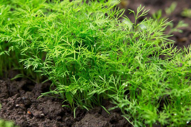 Dill (Anethum Graveolens)