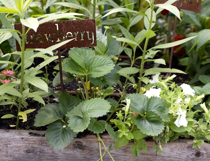 Borage Supports Strawberries And Keeps Tomato Worms Away