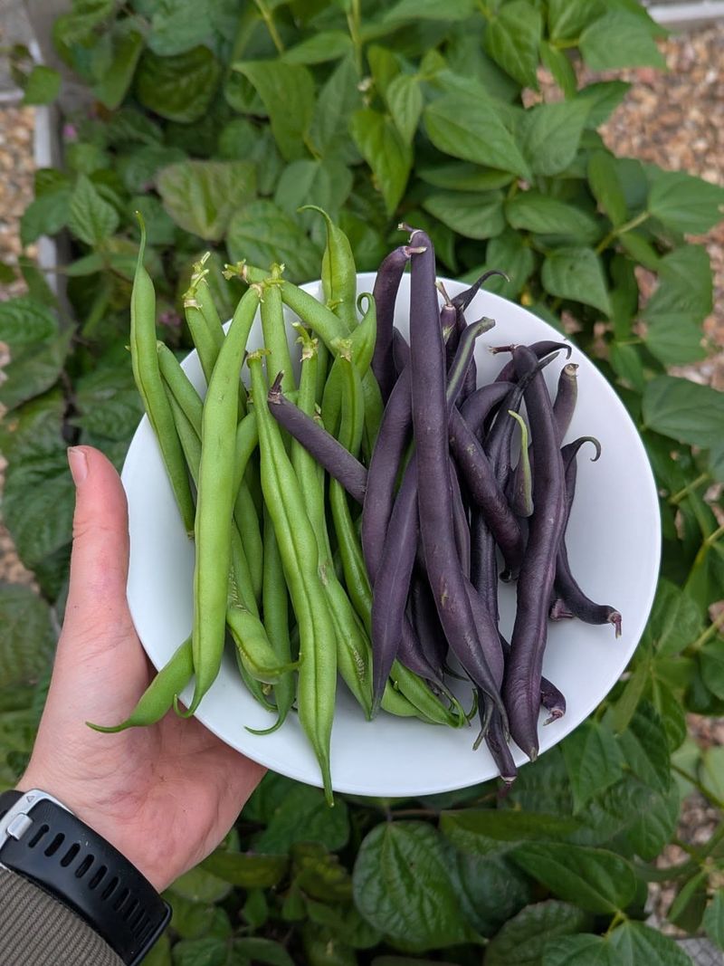 Beans That Help Add Nitrogen To The Soil Nearby