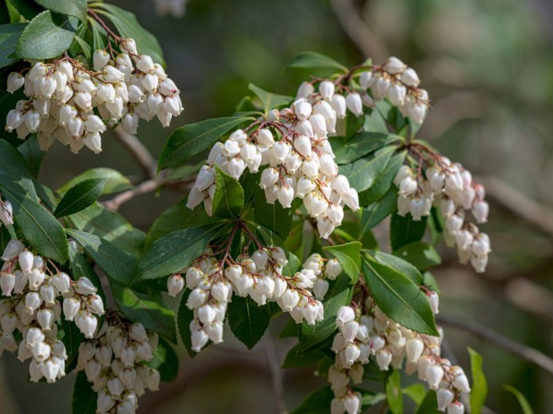 Pieris Offers Evergreen Foliage And Early Blooms