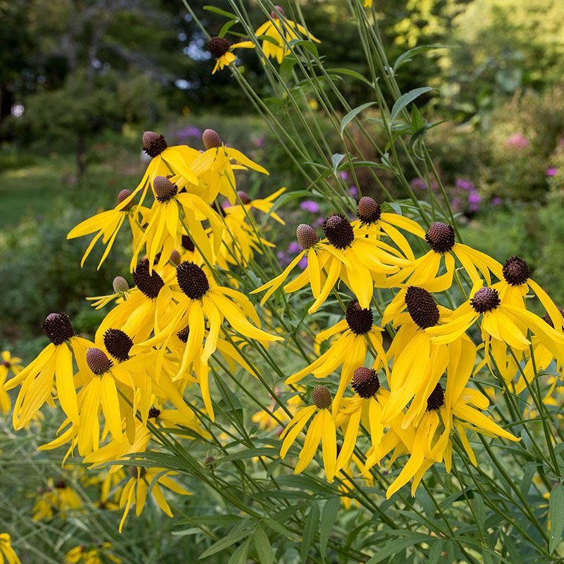 Yellow Prairie Coneflower (Ratibida)