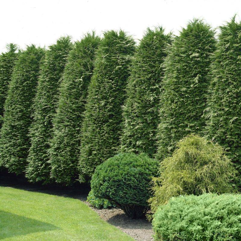 Green Giant Arborvitae Delivers Fast Privacy Growth