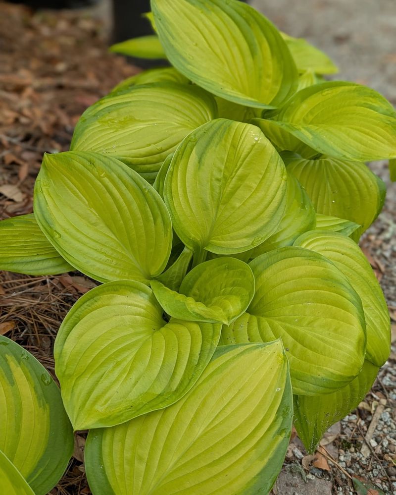 Hostas
