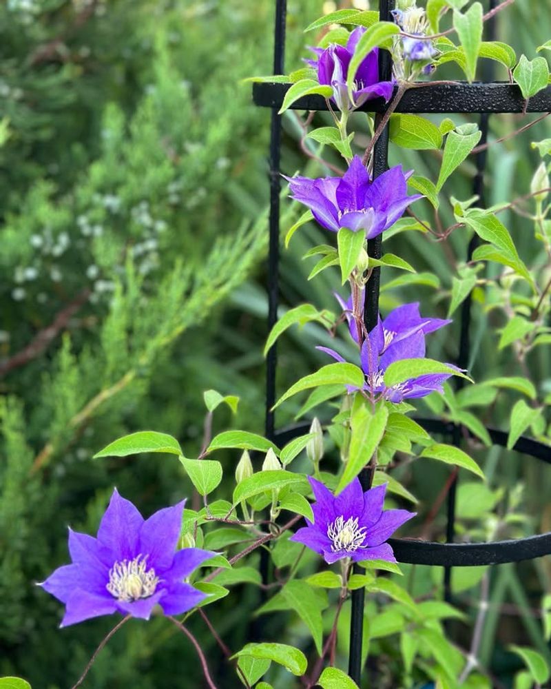 Mulch Helps Stabilize Soil Conditions