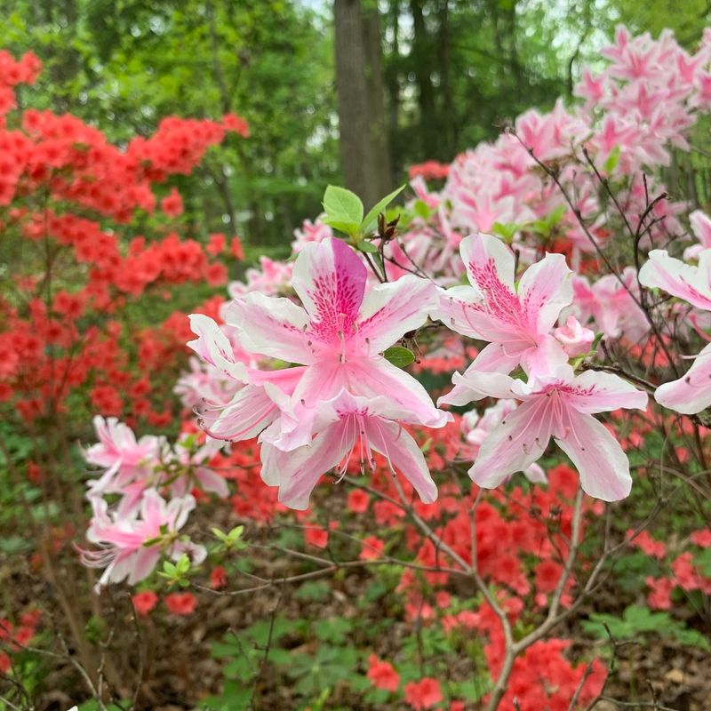 Steady Moisture Keeps Blooms From Fading Early