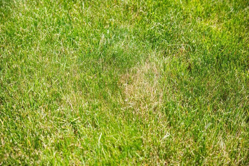 Fix Compacted Soil Early