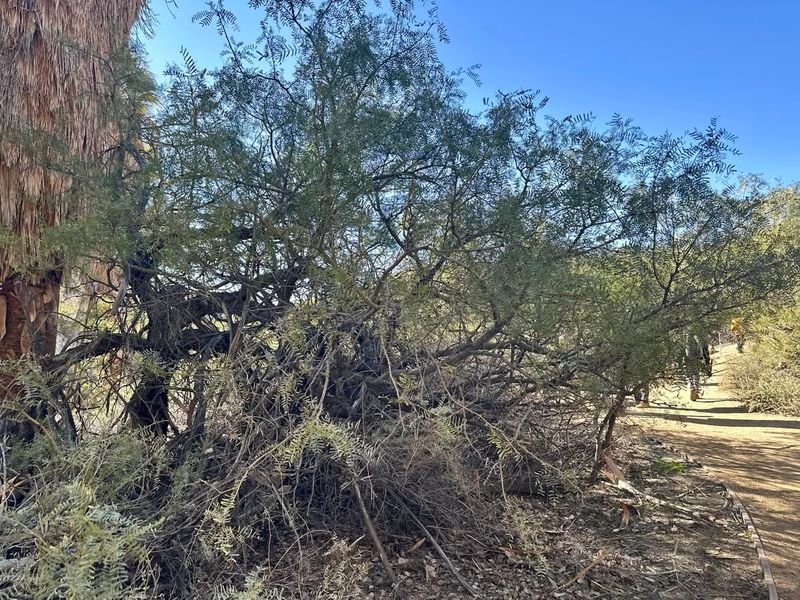 Some Branches Turn Green Before Full Leaves Appear