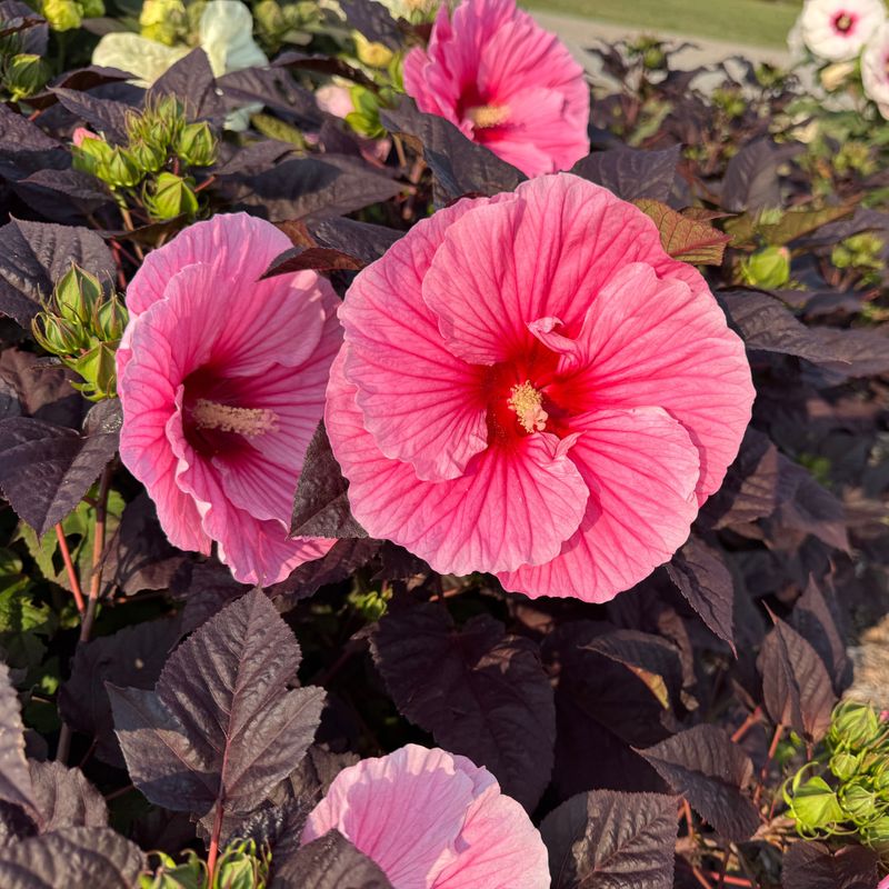 Expect Giant Flowers In Mid To Late Summer