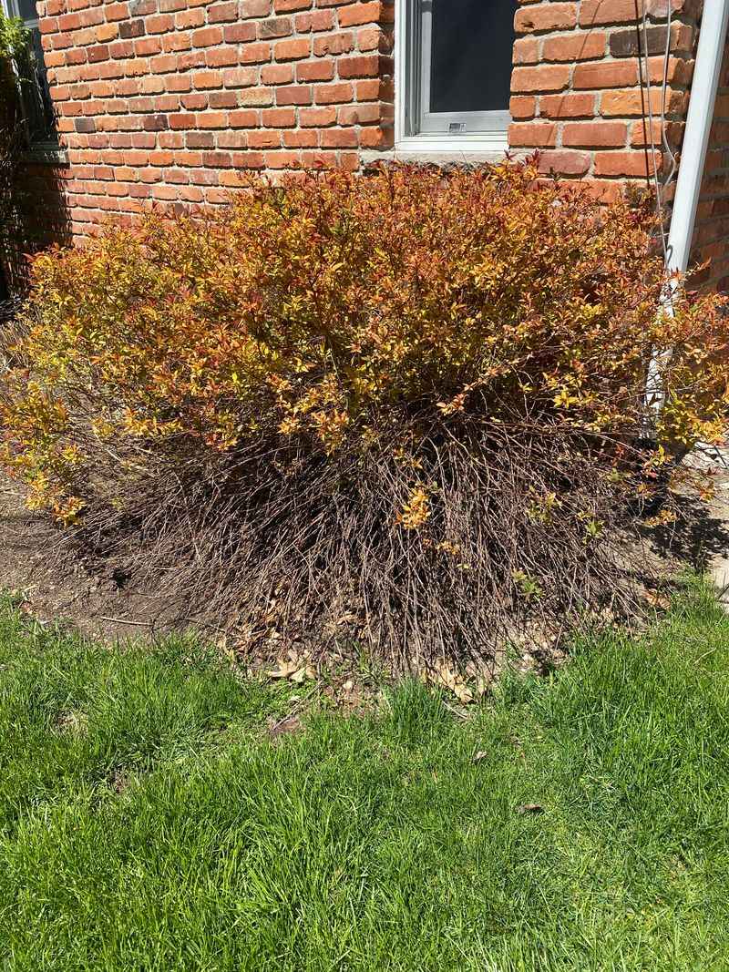Removing Weak Or Crossing Branches Improves Airflow In Spirea Shrubs