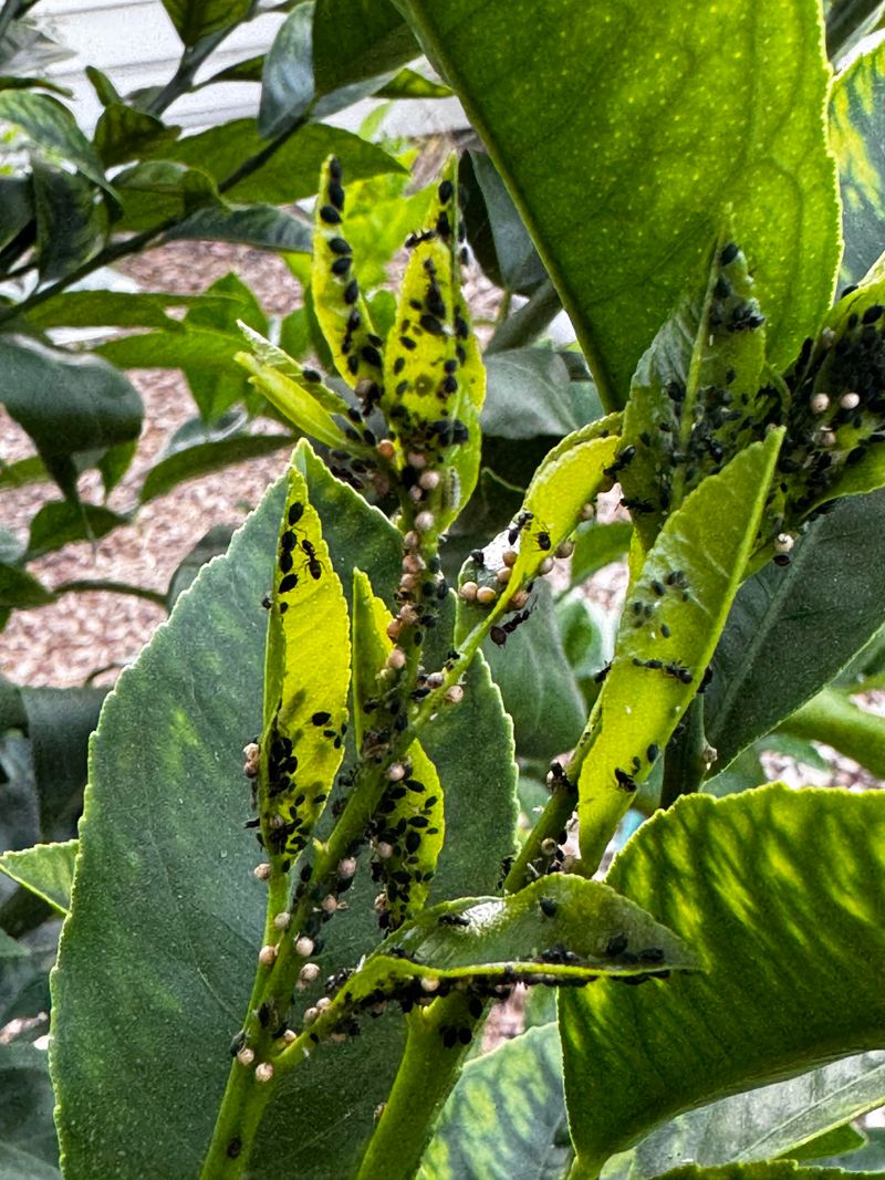 Early Pest Checks As Temperatures Warm Up