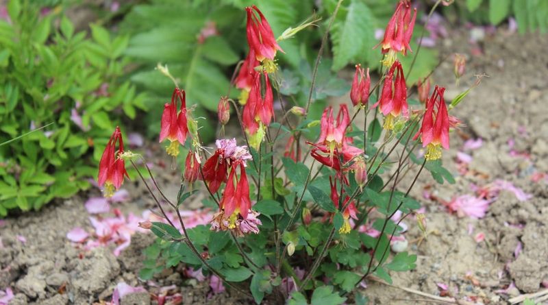 Well-Drained Soil Helps Prevent Root Problems