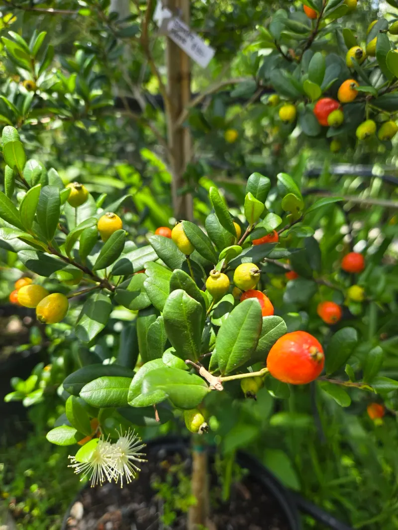 Enjoy Fragrant Blooms And Colorful New Growth