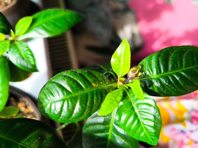 Avoid Pruning Once New Flower Buds Begin Forming