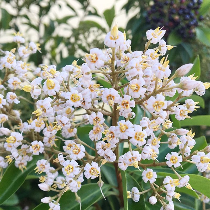 Marlberry Quietly Earns A Spot In Florida Landscapes