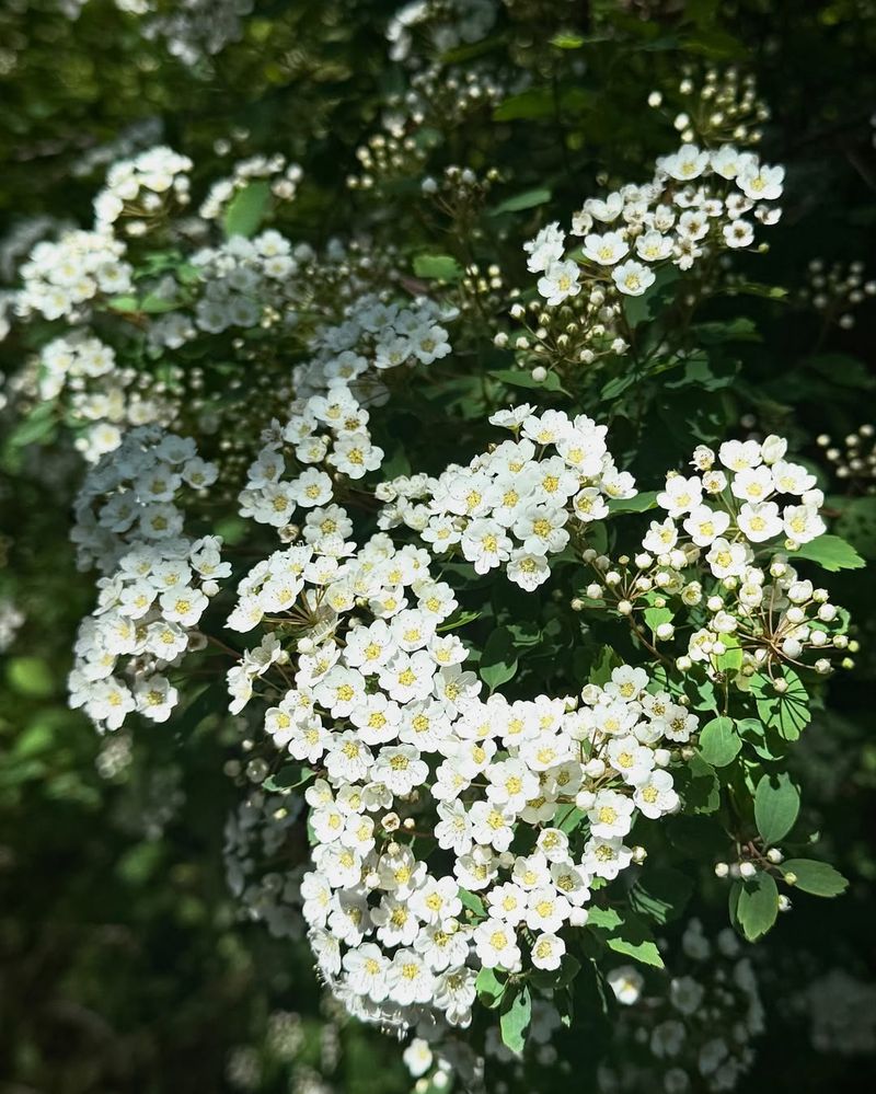 Spirea (Early-Blooming Varieties)