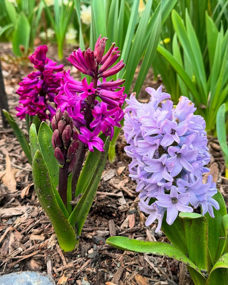 Hyacinth