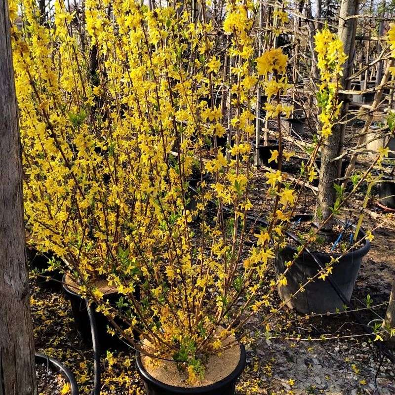 Forsythia
