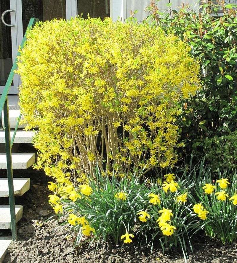 Forsythia