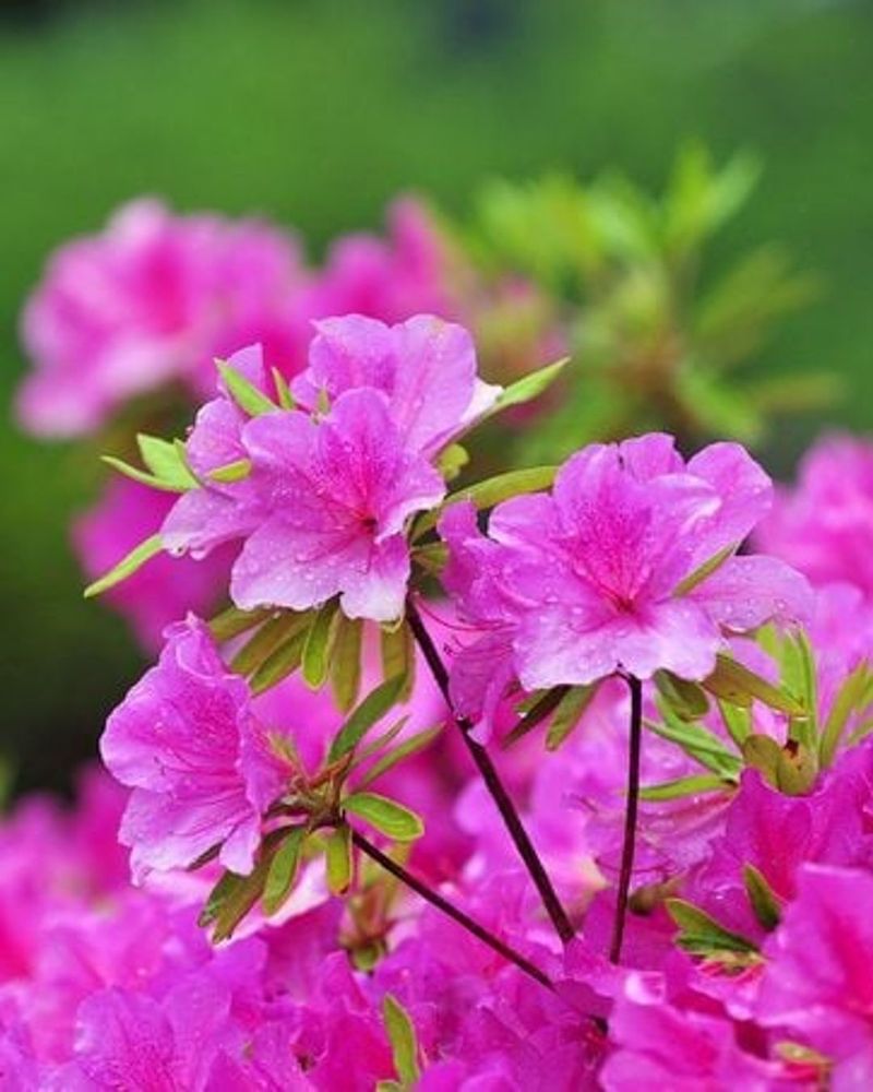 Azalea