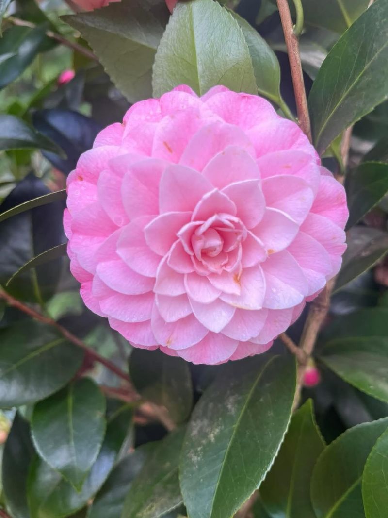 Camellia With Elegant Winter Blooms