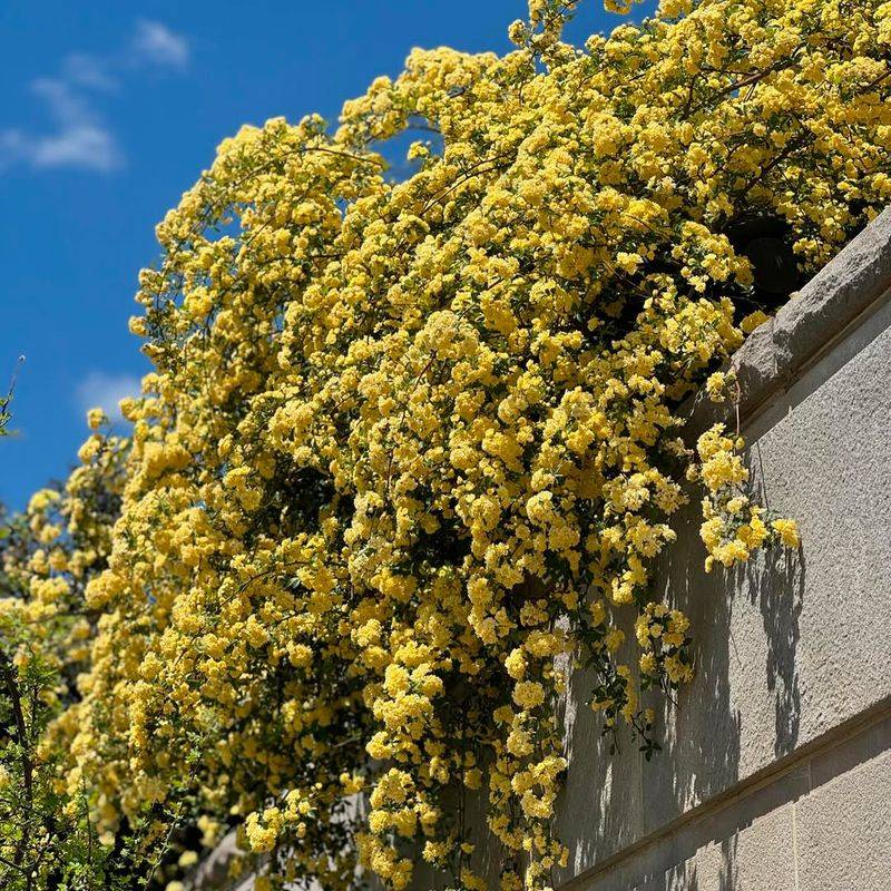 Lady Banks Rose Won't Flower If Pruned In Early Spring