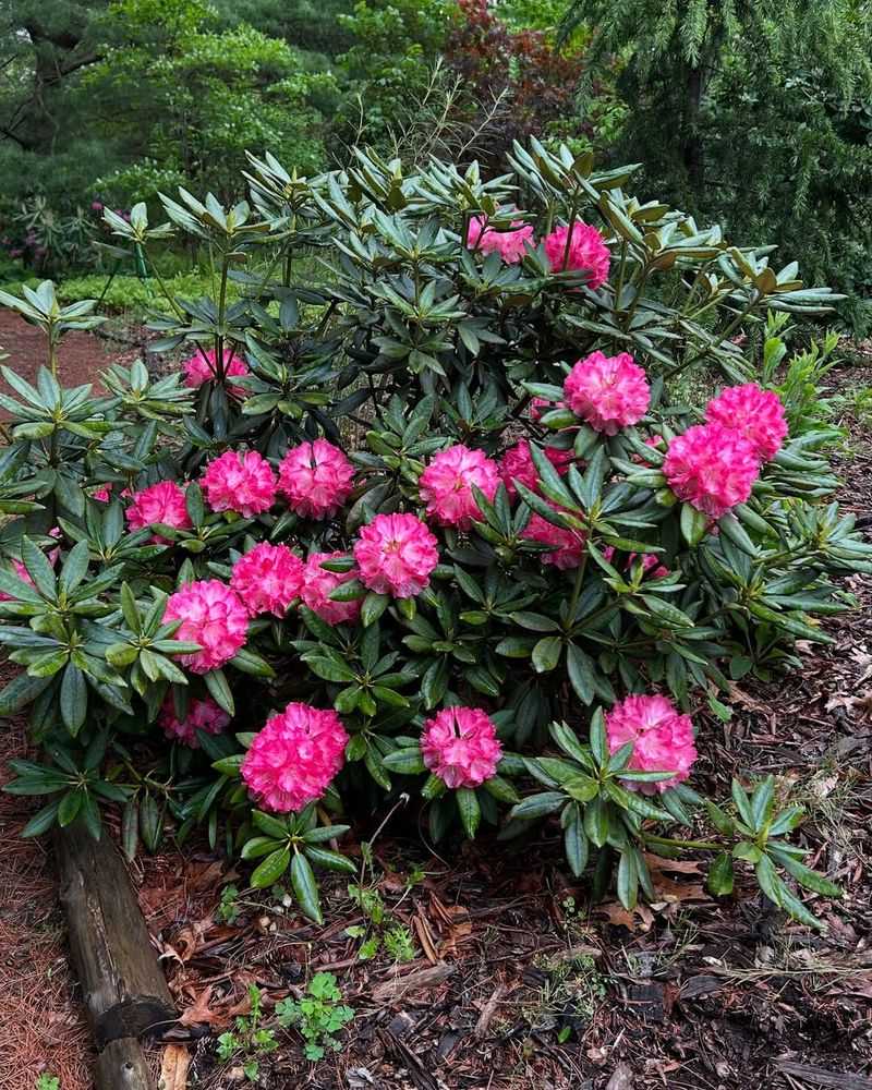 Rhododendrons