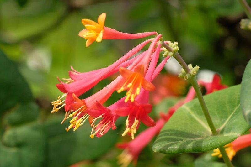 Coral Honeysuckle 