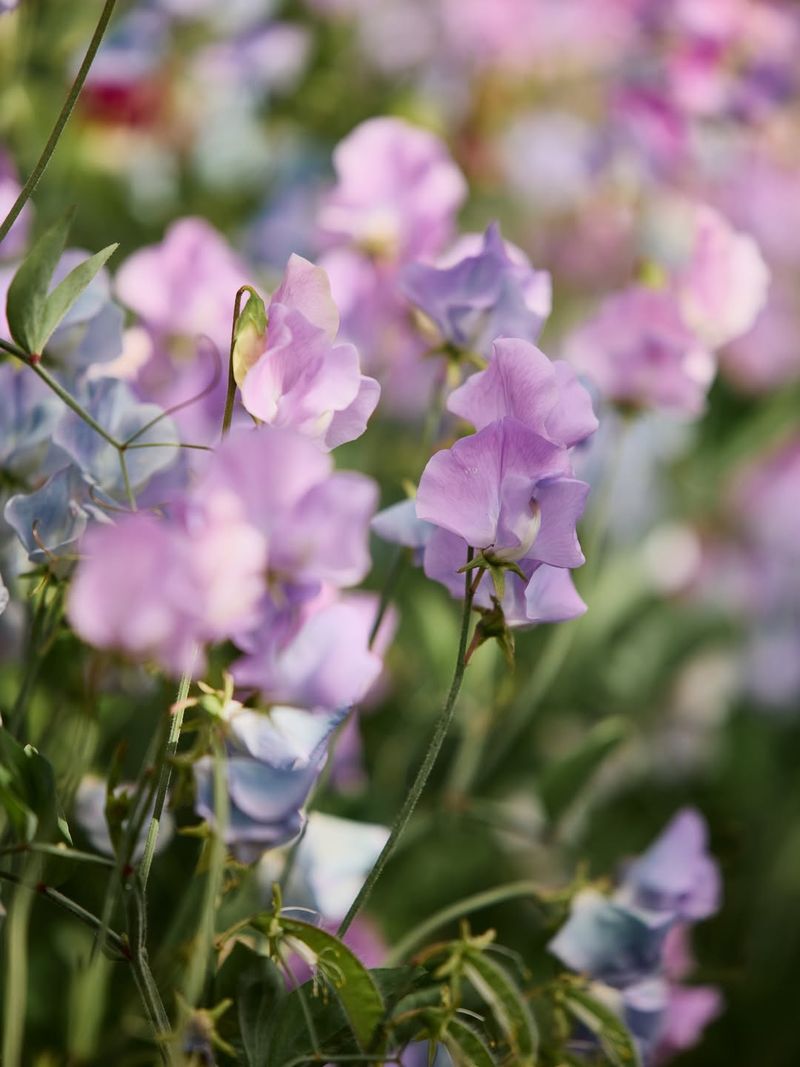 Sweet Peas 