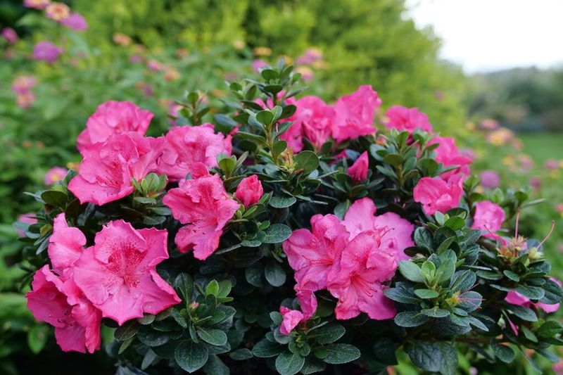 Azaleas