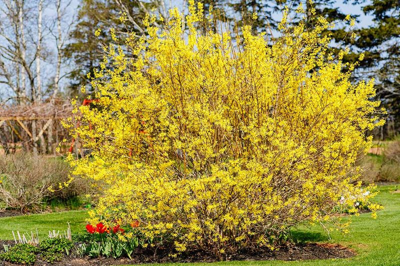 Forsythia Lighting Up Early Gardens
