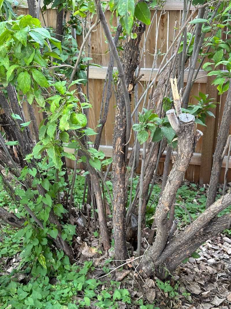 Too Much Fertilizer Can Reduce Lilac Blooms