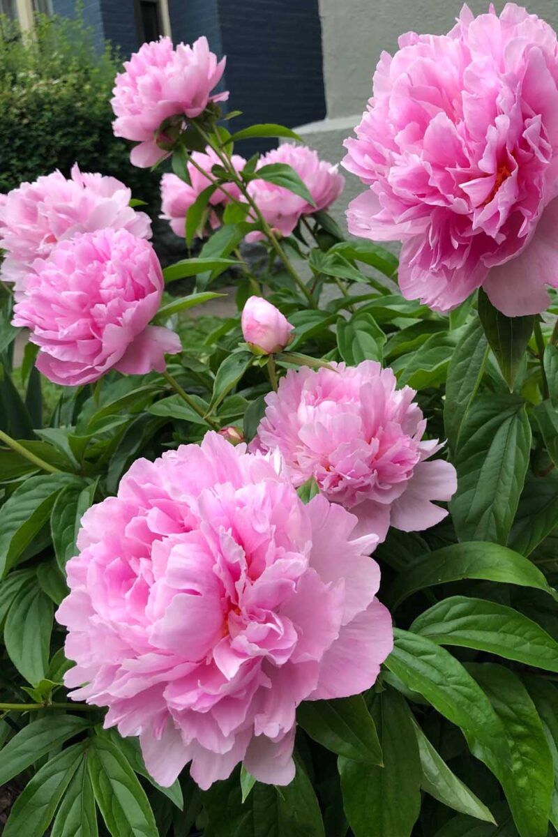 Peonies (Paeonia spp.)