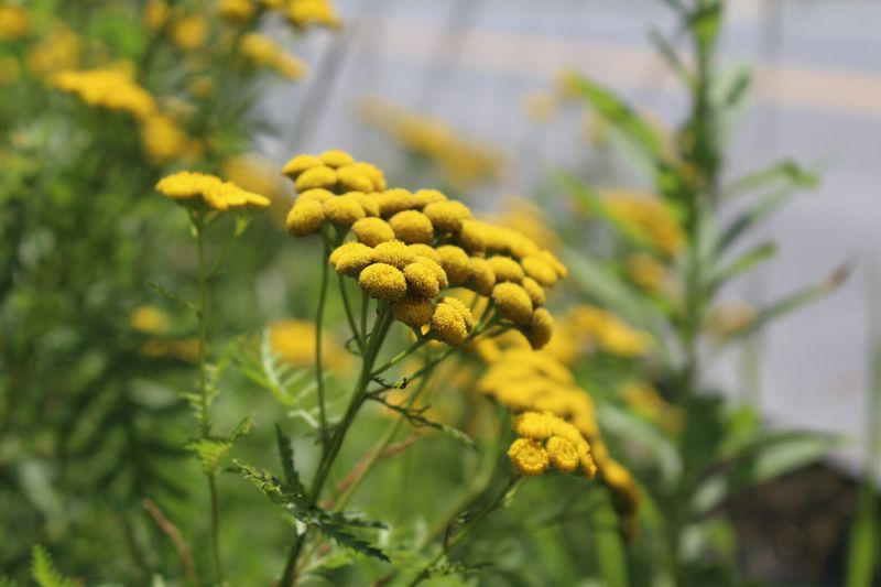 Tansy