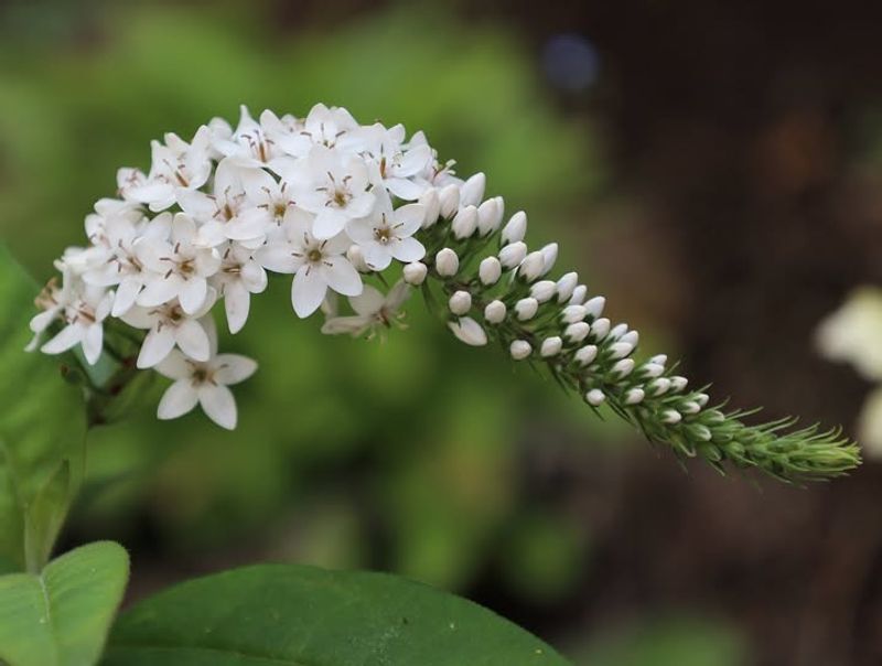 Gooseneck Loosestrife (Lysimachia Clethroides)