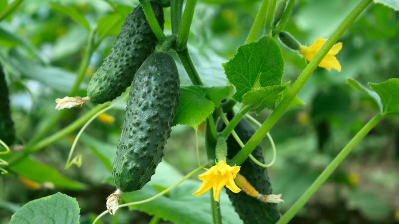 Cucumber Seeds Spreading Crisp Green Vines