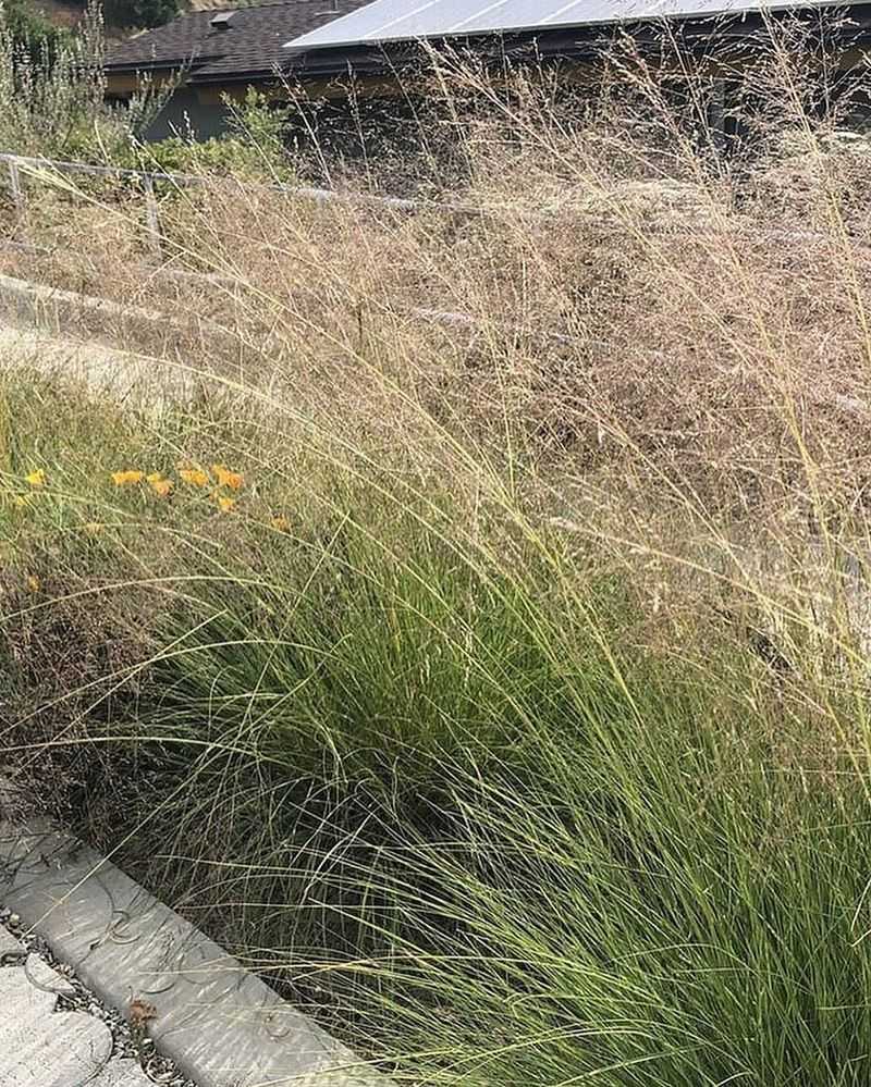 Alkali Sacaton Handles Tough Soil And High Heat Without Trouble